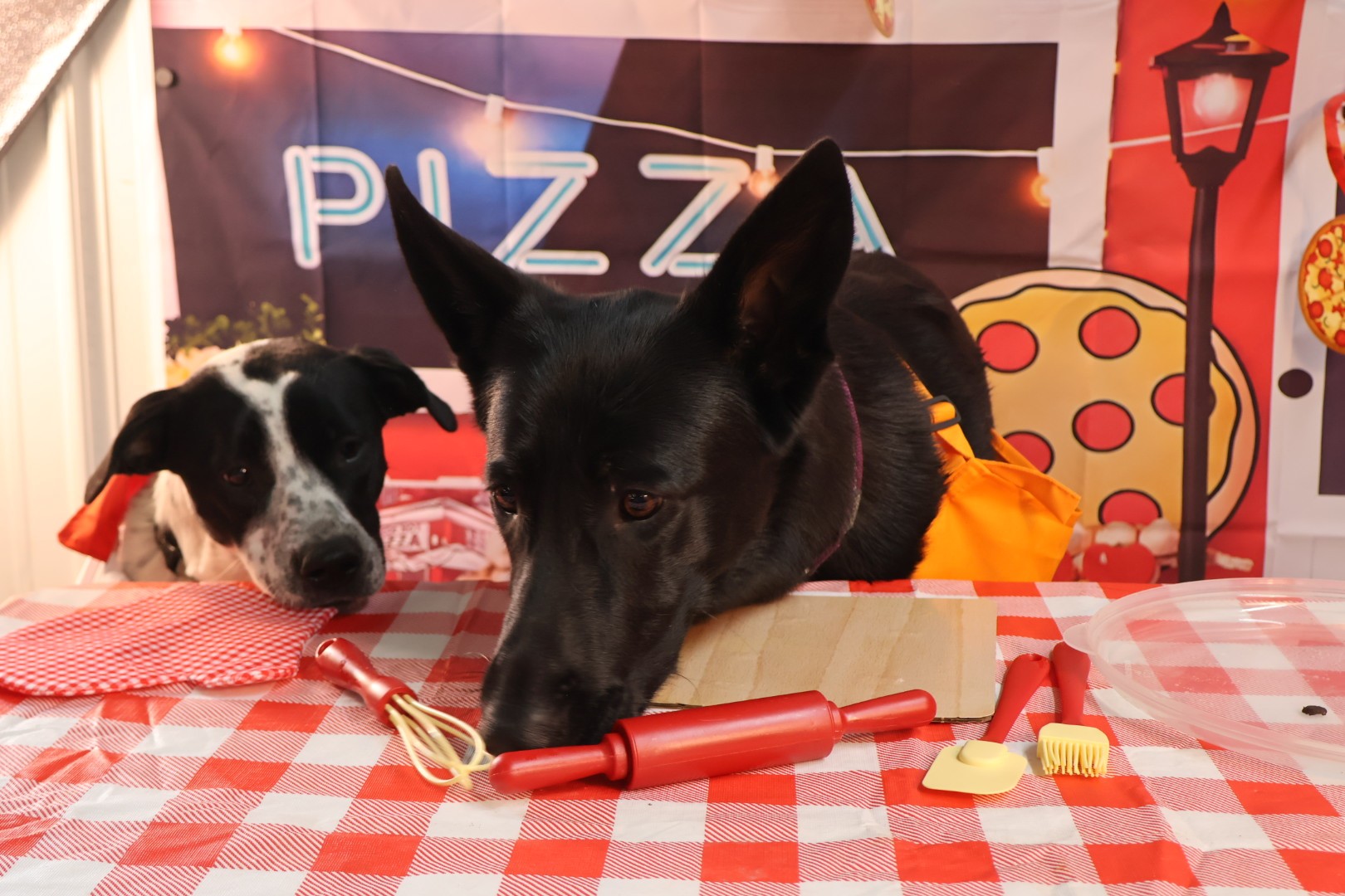 Dog Birthday Party 3