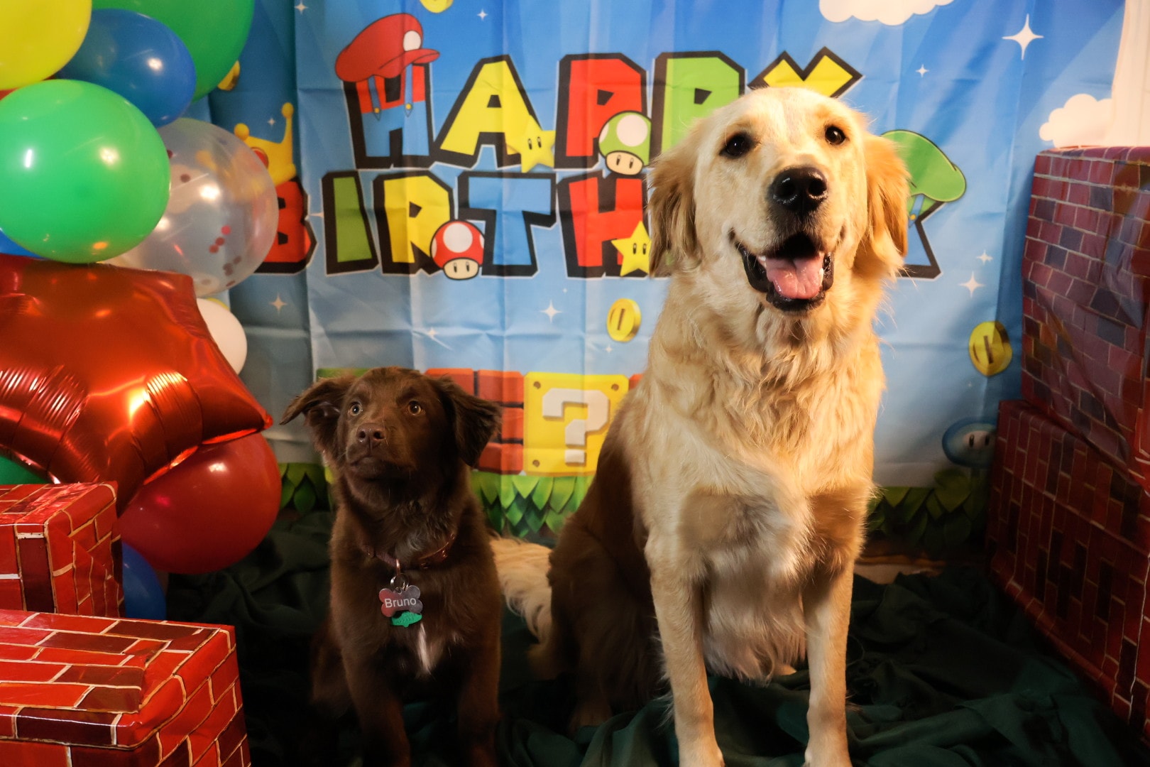 Dog Birthday Party 4