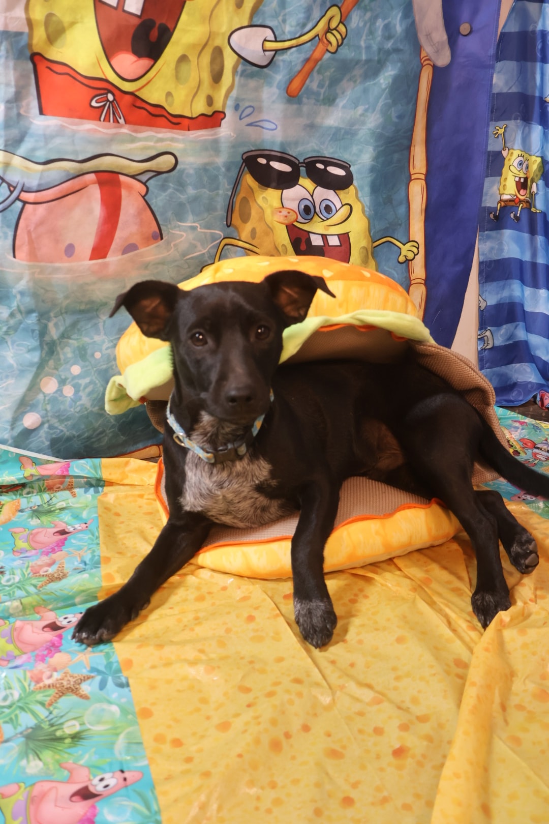 Dog Birthday Party 5