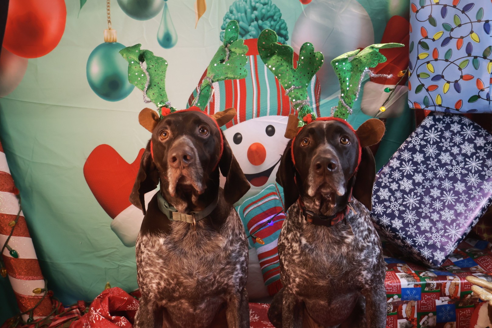 Christmas Dog Celebration 1