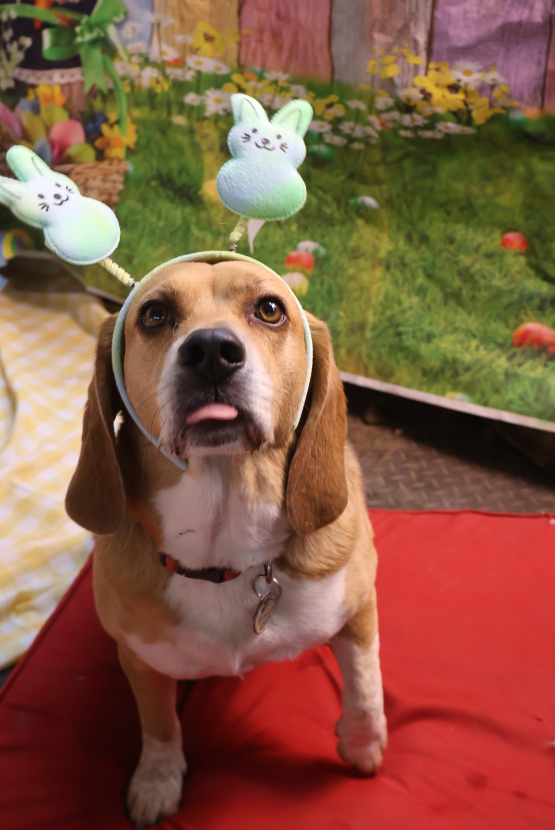 Easter Dog Celebration 3