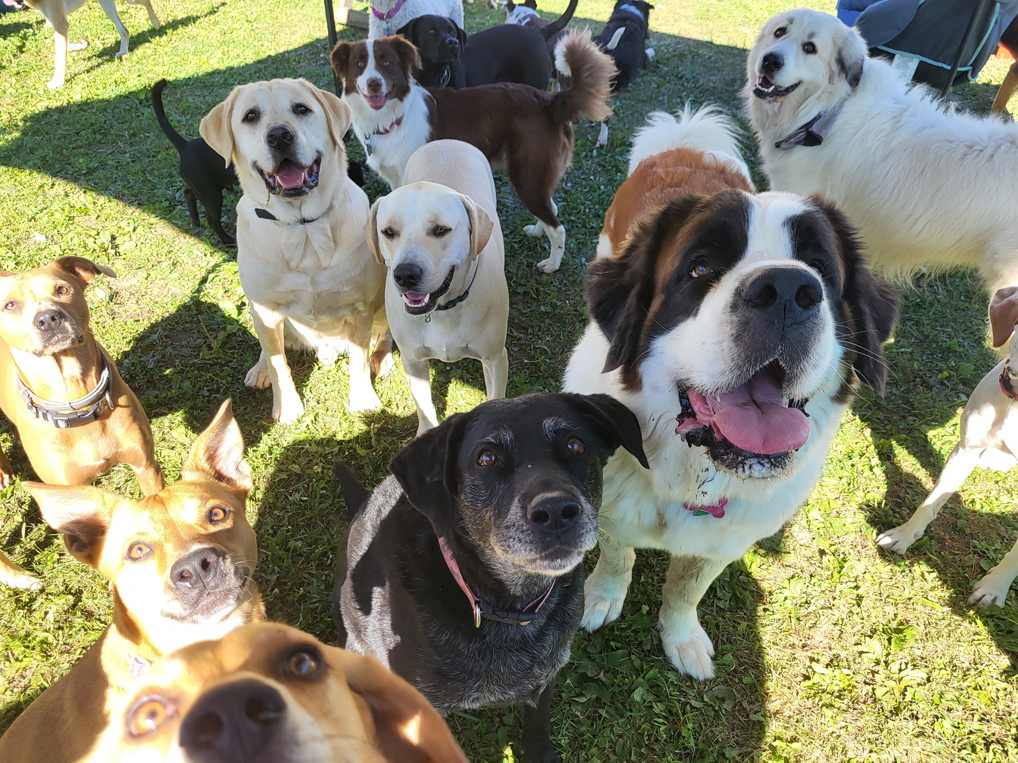 Doggie group photo