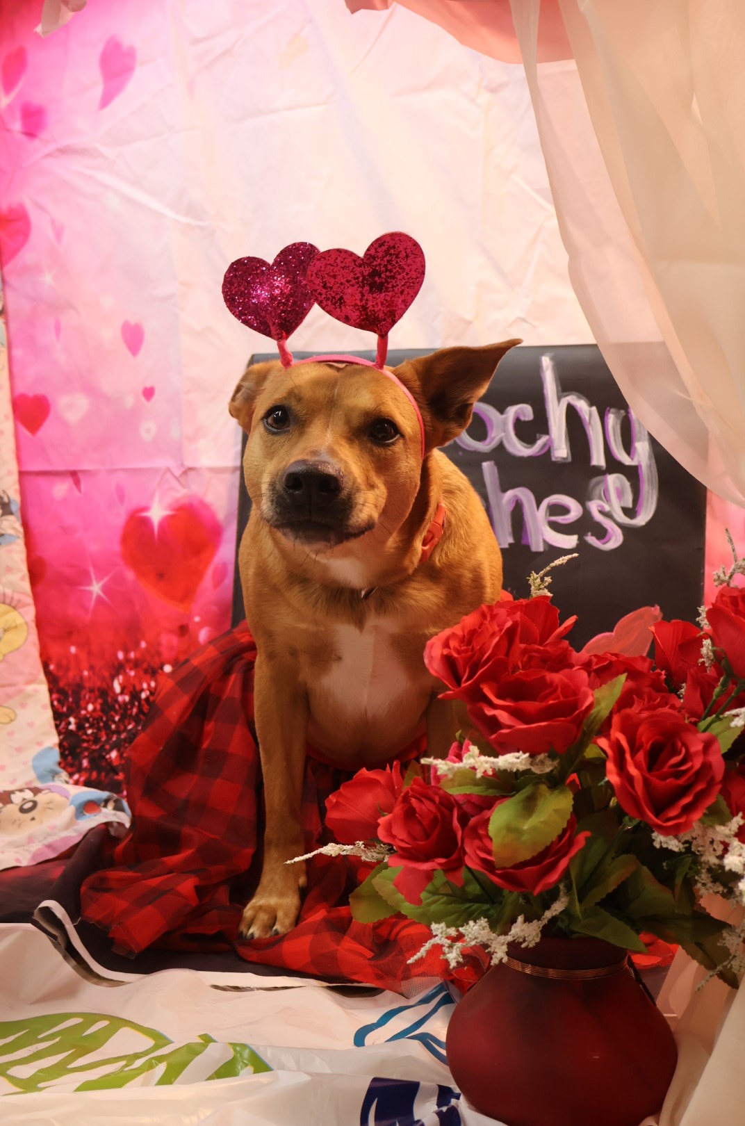 Valentine's Day Dogs 2