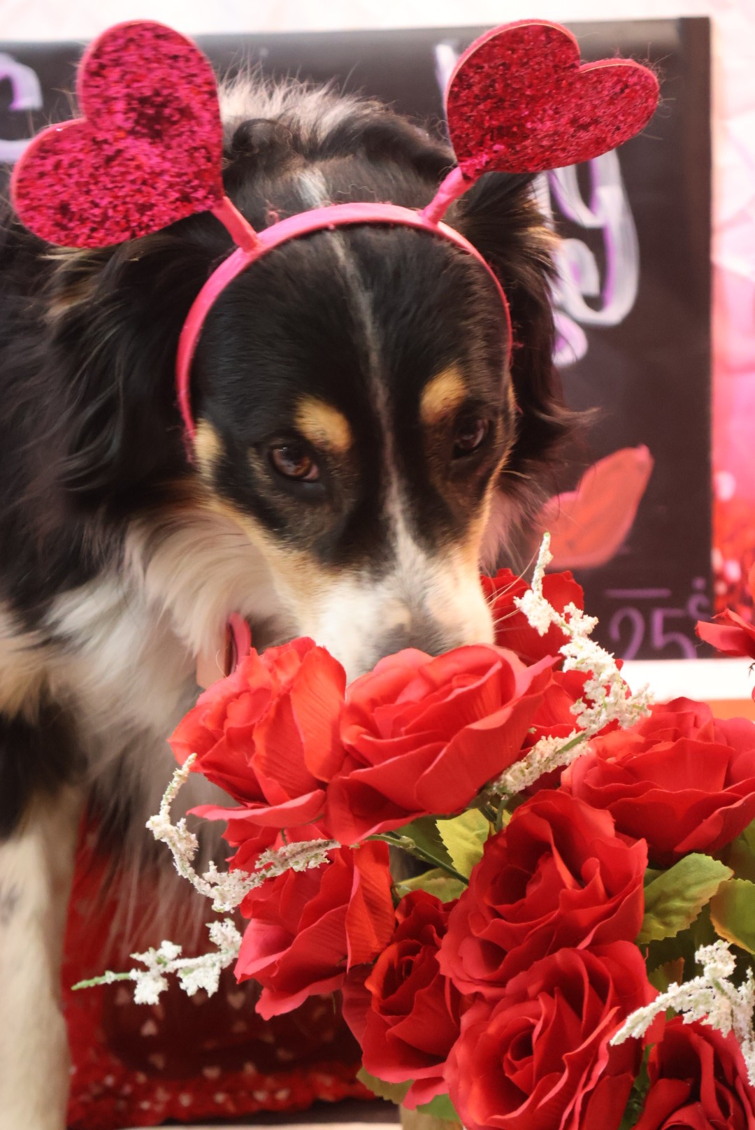 Valentine's Day Dogs 3